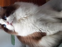 TR EN YAKIŞIKLISI RAGDOLL
