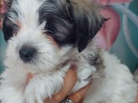 Yakışıklı Şampiyon Maltese Terrier