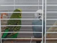 Muhabbet kuşu sağlam kan ciddi alıcılar yazsın
