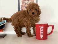 Petmode Köpek Çiftliğinden tea cup kore poodle 