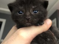 Scottish fold ve british yavrularımız