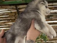 Renk dağılımı mükemmel Husky bebeklerim