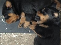 Dişi erkek ve dişi rottweiler yavrular