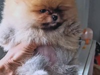 Orijinal Pomeranian Boo Köpeği