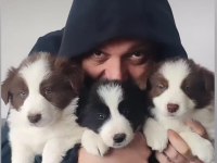 Çok iyi border collie yavruları İstanbul