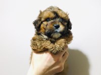 Fantom tricolor maltipoo