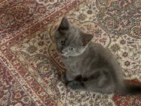 Yavru British shorthair sahiplendirme