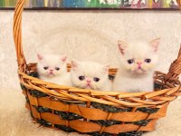 İDDİA EDİYORUM ÜLKEDEKİ EN İYİ İRAN KEDİSİ YAVRULAR