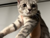 British shorthair 3,5 aylık