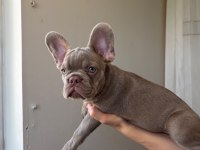 EGZOTİK FRENCH BULLDOG YAVRULAR