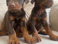 Kızıl estetikli veya estetiksiz teslim doberman bebekler