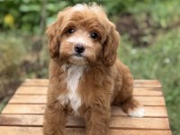 PARTY COLOUR MALTİPOO ÖZEL RENK