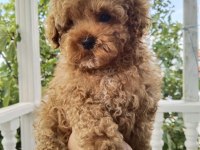3 Aylık Erkek Toy Poodle