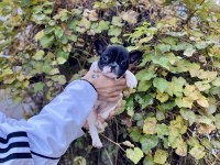 Çok Sevimli ve Oyuncu French Bulldog Yavrularımız