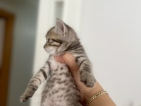 British golden erkek kedi