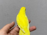 FORPUS YAVRU PAPAĞANLARIMIZ GÖNDERİM VARDIR
