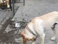 2 YAŞINDA AŞILARI TAM ÇİPİ TAKILMIŞ ERKEK GOLDEN