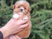 SEVİMLİ MALTİPOO YAVRULARI