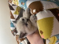 Blue Point Dişi British Shorthair Yavru