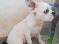 3 aylık Erkek french bulldog