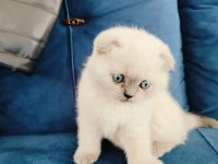 Scottish fold yavruları