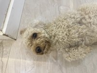 Orijinal Toy Poodle