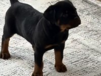 Profesyonel Koruma Köpekleri