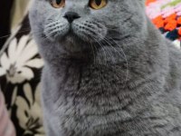 Kar beyaz british shorthair böyle güzellik yok