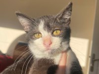 ACİL YUVA ARANIYOR KEDİMİZE