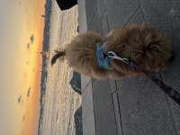 6 aylık aşıları tam sessiz sakin Toy poodle