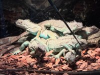 HER BOY İGUANA