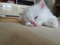 Hazır british longhair yavrular