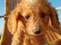 Maltipoo 3 aylık MİNNAK yavru