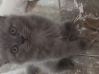 6 scottish fold yavru