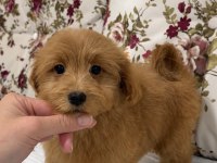 RED DİŞİ MALTİPOO