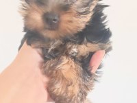 Orjinal mini minnacık yorkshire terrier