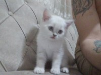 British shorthair blue point dişi