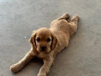 PERMA KULAK AMERİKAN COCKER BEBEKLER HAZIR