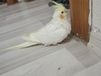 Çift Sultan Papağanı 2 Yaşındalar