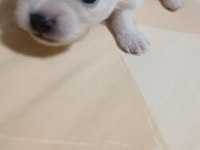 Pomeranian yavrular çok tatlılar