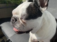 Eşsiz kalite de french bulldog