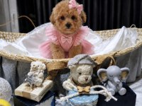Maltipoo Yavrularımız 