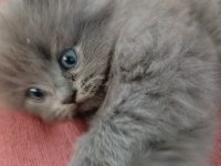 British shorthair yavrularımız
