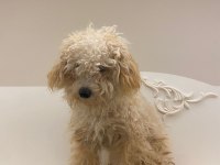 Acil Şekilde Ücretli Sahiplendirilecek Köpeğimiz