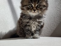 BRİTİSH LONGHAİR 2 AYLIK ERKEK