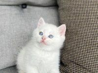 Brıtısh Shorthair Red Point Yavrularım