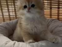 British Longhair Yavru Sahiplendirme