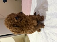 Ultra A kaliteli toy poodle yavrular