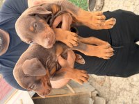SAFKAN DOBERMAN YAVVRULAR