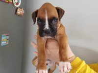 Son bir adet erkek yavrunuz boxer